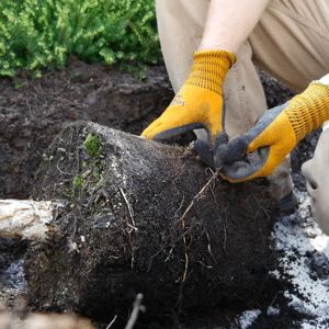 Tree Planting | Earthworks Tree Service