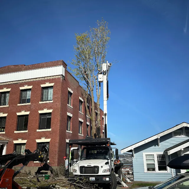 Tree Service in Blaine, WA
