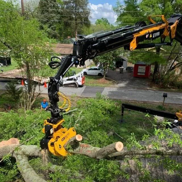 Tree Cutting Bellingham & Whatcom County, WA