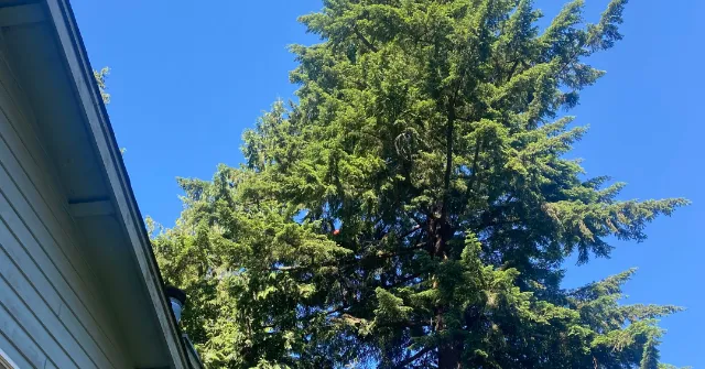 Tree Trimming Near Me in Bellingham, WA