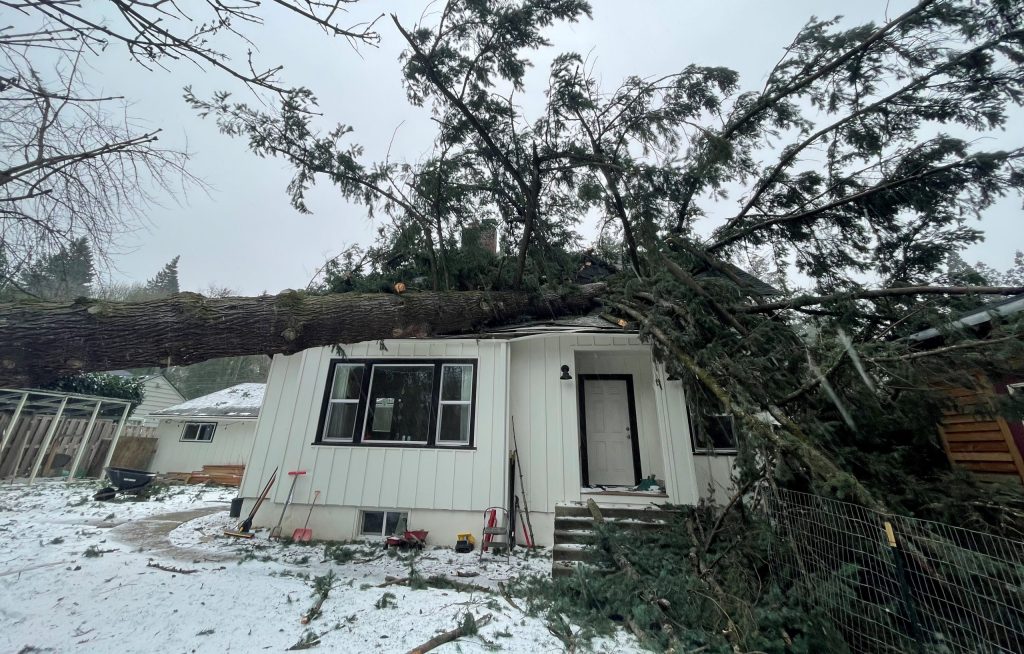 Douglas fir trees in Skagit are showing storm damage after heavy winds