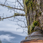 Fungal conks growing on the trunk of a tree during winter in Western Washington