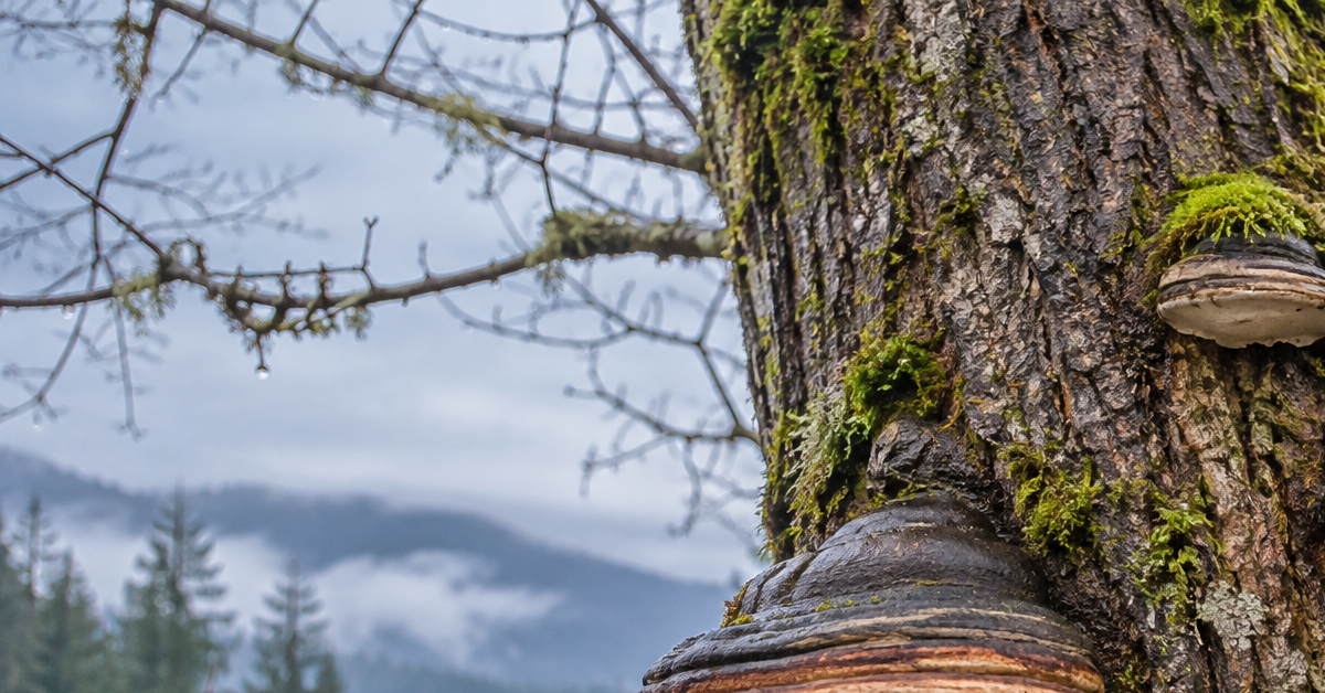Fungal conks growing on the trunk of a tree during winter in Western Washington
