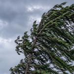 Tall Douglas-fir bending in strong winter wind near a Bellingham home