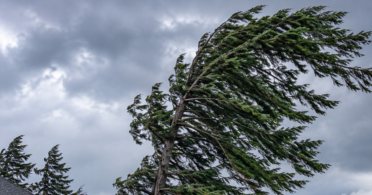 Tall Douglas-fir bending in strong winter wind near a Bellingham home