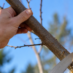 Arborist making a pruning cut just outside the branch collar on a maple tree