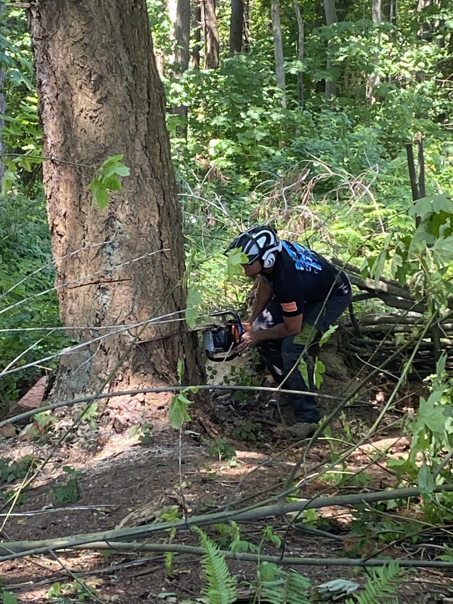 Earthworks Team Removing A tree in Ferndale, WA
