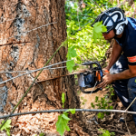 Earthworks Tree Service crew removing a tree from a residential property in Anacortes, WA
