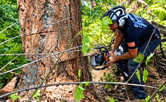 Earthworks Tree Service crew removing a tree from a residential property in Anacortes, WA