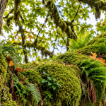 Large bigleaf maple limb covered in thick moss and ferns in Bellingham, Washington